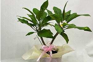 プルメリア 鉢植え ギフト 誕生日 結婚記念日 花樹有 山形の花屋 ネット通販 山形 花屋 花樹有( かじゅある )