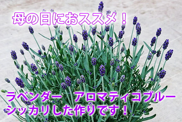 ラベンダー イングリッシュ 母の日 父の日 誕生日 結婚記念日