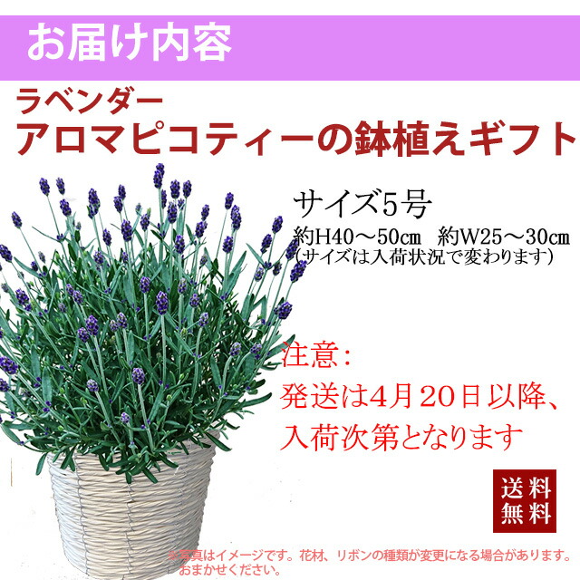 ラベンダー イングリッシュ 母の日 父の日 誕生日 結婚記念日