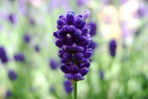 ラベンダー イングリッシュ 母の日 父の日 誕生日 結婚記念日