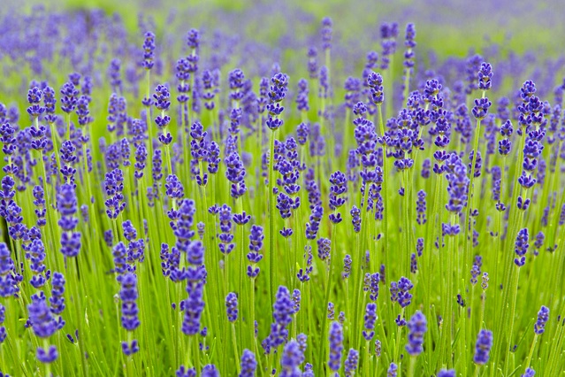 フラワーギフト 送料無料 ネット通販花屋花樹有(かじゅある)