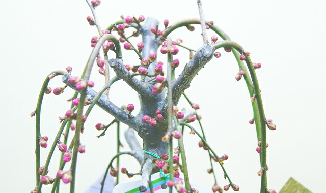 しだれ梅 鉢植え