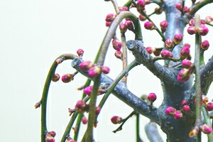 しだれ梅 鉢植え