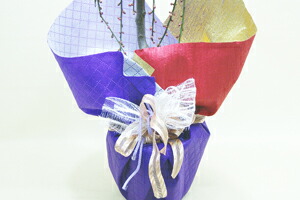 しだれ梅 鉢植えラッピング