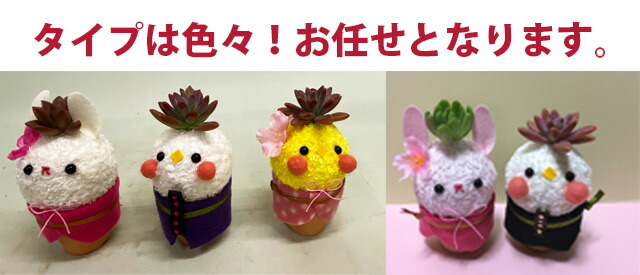 ひな祭り 多肉植物 お雛様 ギフト 贈り物 花 花樹有