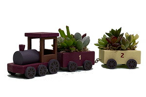 多肉植物ギフト鉢植え 送料無料 花樹有