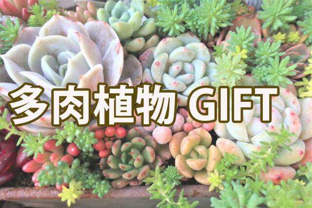 多肉植物 多肉 観葉植物 ギフト 鉢 誕生日 結婚記念日 お中元 花樹有 かじゅる 山形の花屋