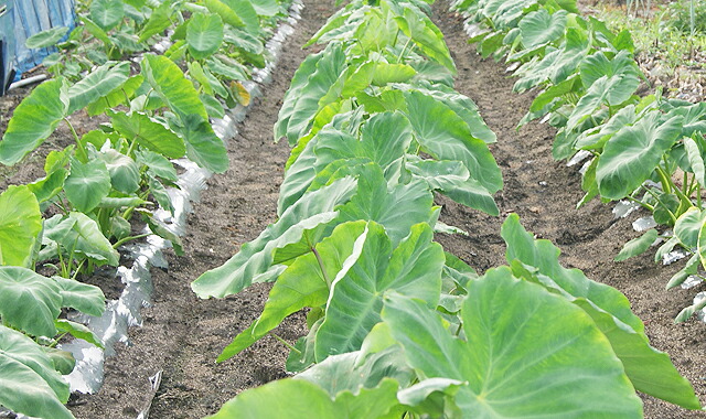 山形県産 とろとろ里芋 芋煮会 産直 お取り寄せ