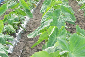 山形県産 とろとろ里芋 芋煮会 産直 お取り寄せ