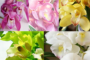 シンビジウム　お歳暮　御年始　お年賀　クリスマス