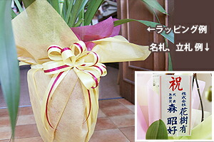 シンビジューム　お歳暮　御年始　お年賀　クリスマス