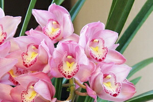 シンビジウム　鉢植え　観葉植物　インテリアグリーン　送料無料　ネット通販花屋花樹有（かじゅある )