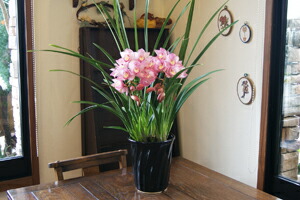 シンビジウム　観葉植物　インテリアグリーン　送料無料　ネット通販花屋花樹有（かじゅある )