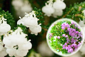 インテリアグリーン　クリスマスエリカ　絵梨花　クリスマスツリー　鉢植え