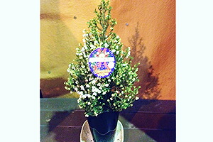 インテリアグリーン　クリスマスエリカ　絵梨花　クリスマスツリー　鉢植え