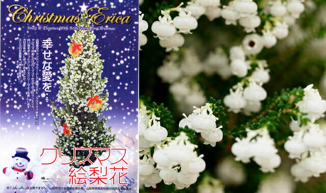 “クリスマスエリカ　絵梨花　クリスマスツリー"