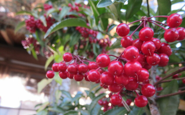 シクラメン 観葉植物 万両 送料無料 ネット通販花屋花樹有(かじゅある )