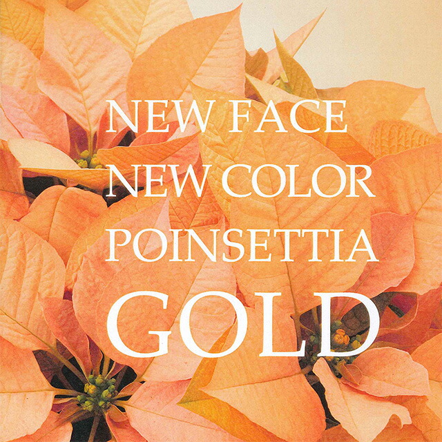 ポインセチア ゴールド