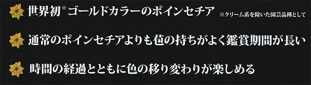ポインセチア ゴールド
