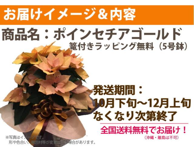 ポインセチア ゴールド