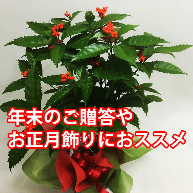 千両 送料無料 鉢植え 正月飾り お歳暮