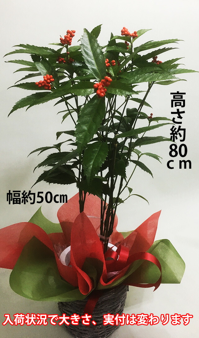 千両 送料無料 鉢植え 正月飾り お歳暮