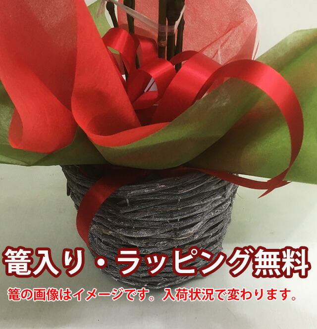 千両 送料無料 鉢植え 正月飾り お歳暮