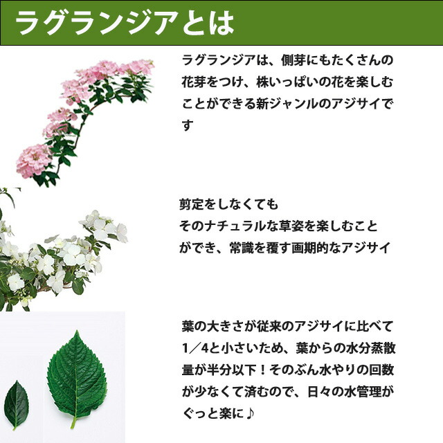 ラグランジア クリスタルベール