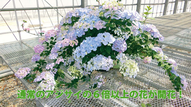 ラグランジア クリスタルベール