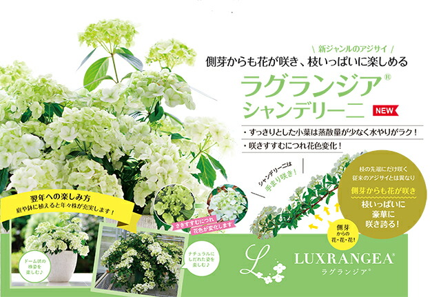 母の日 2024 鉢植え アジサイ 新商品 人気 ラグランジア シャンデリーニ