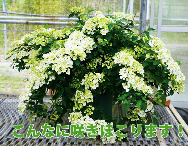 母の日 2024 鉢植え アジサイ 新商品 人気 ラグランジア シャンデリーニ