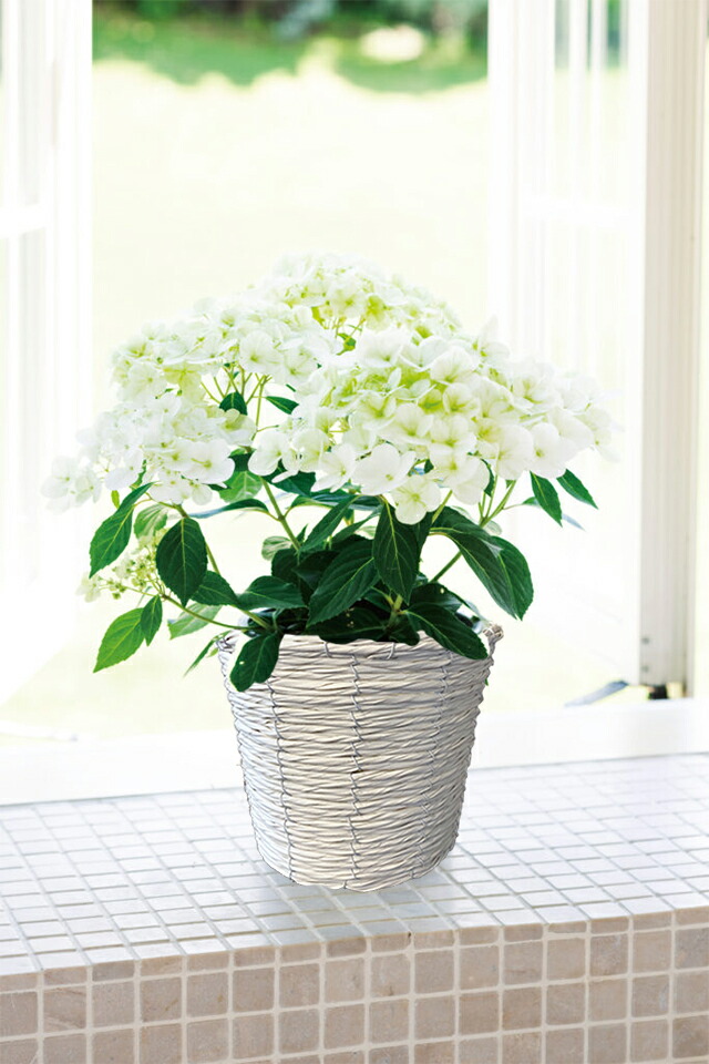 母の日 2024 鉢植え アジサイ 新商品 人気 ラグランジア シャンデリーニ