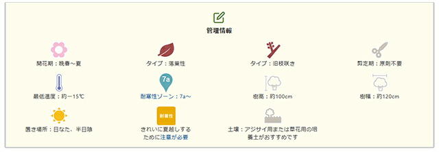 母の日 2024 鉢植え アジサイ 新商品 人気 ラグランジア シャンデリーニ