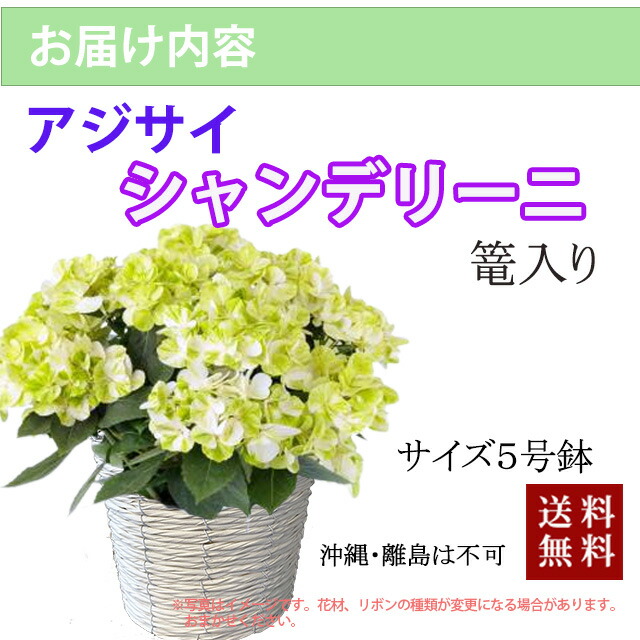 母の日 2024 鉢植え アジサイ 新商品 人気 ラグランジア シャンデリーニ
