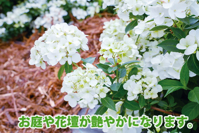 母の日 2024 鉢植え アジサイ 新商品 人気 ラグランジア シャンデリーニ