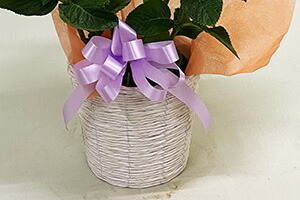 あじさい 紫陽花 アジサイ 秋色あじさい 誕生日 結婚記念日 花樹有 山形の花屋　ネット通販 山形 花屋 花樹有（ かじゅある )