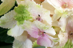 紫陽花アジサイ あじさい マジカルシリーズ 鉢植え 送料無料 ネット通販花屋花樹有(かじゅある )