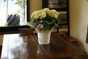 紫陽花アジサイ あじさい マジカルシリーズ 鉢植え ネット通販花屋花樹有(かじゅある )