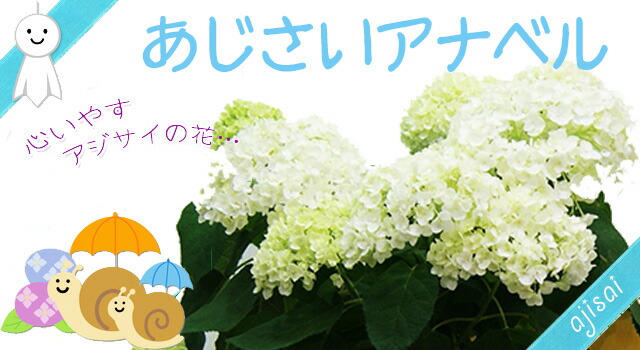 紫陽花アジサイ 鉢植え 3色から選べる