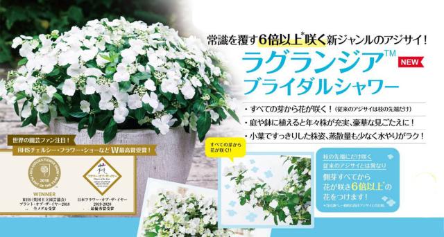 アジサイ　ブライダルシャワー