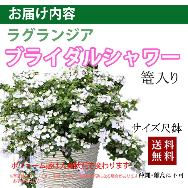 アジサイ　ブライダルシャワー