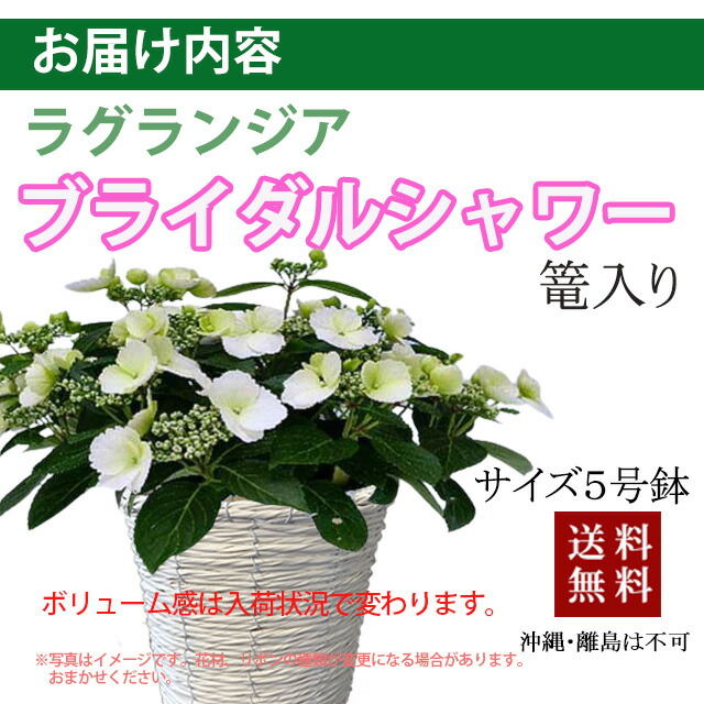 アジサイ　ブライダルシャワー