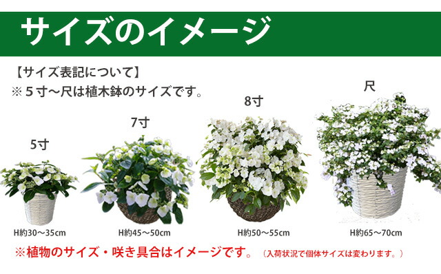 アジサイ　ブライダルシャワー