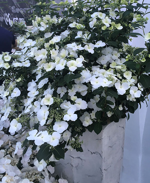 アジサイ　ブライダルシャワー