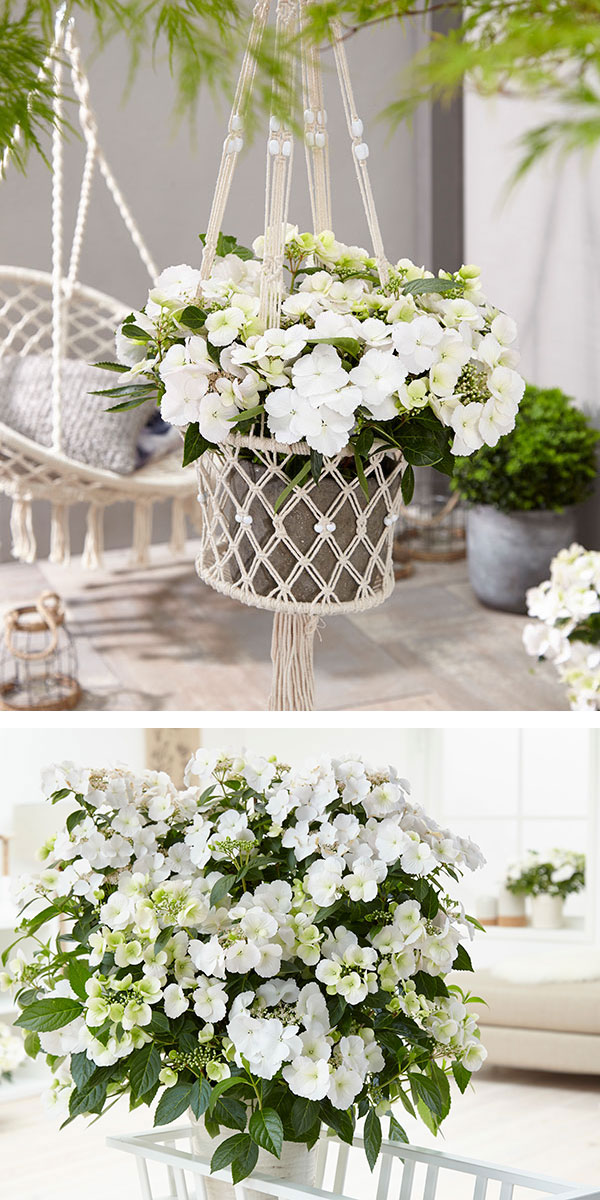 アジサイ　ブライダルシャワー