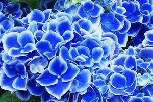 紫陽花アジサイチボリ　送料無料