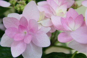 紫陽花ガクアジサイダンスパーティー 送料無料