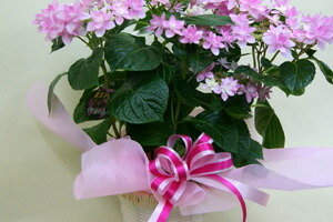 紫陽花ガクアジサイダンスパーティー 送料無料