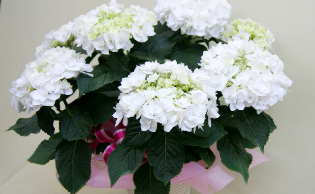 紫陽花白いアジサイ 送料無料