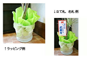 紫陽花アジサイ 鉢植え ラッピング